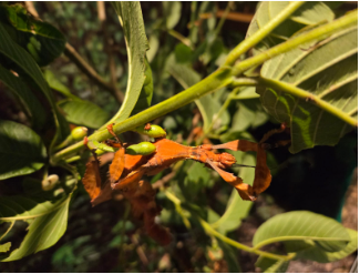 VISITAÇÃO LIVRE: SALA DO  BICHO-PAU